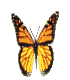 Monarch Butterfly