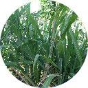 Agriculture Icon