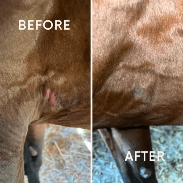 SaniMeasures Hypochlorous (HOCl) 16oz Equine Healing Gel - Image 2